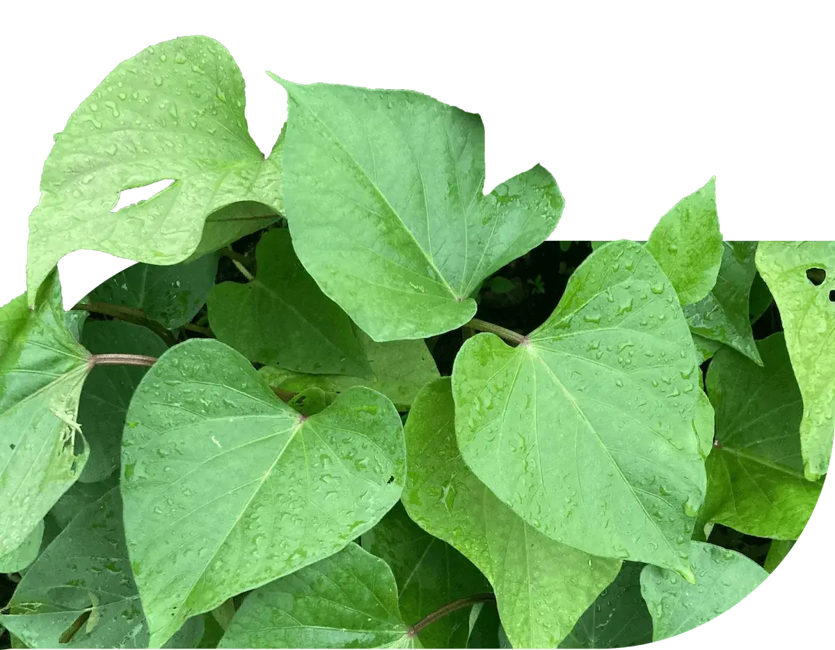 さつまいもの葉